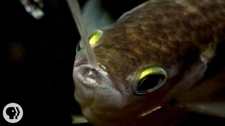 Archerfish Says..."I Spit in Your Face!"