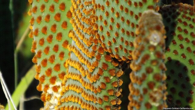 prickly-pear-cactus-spines