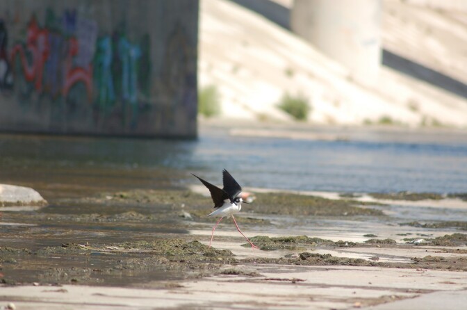 LA River Birds: Blacknecked Stilt