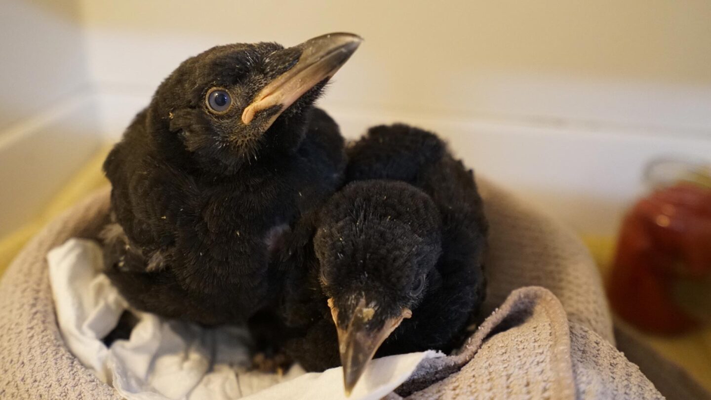 black birds