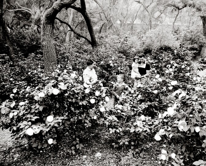 Camellias beneath oak trees at Descanso Gardens