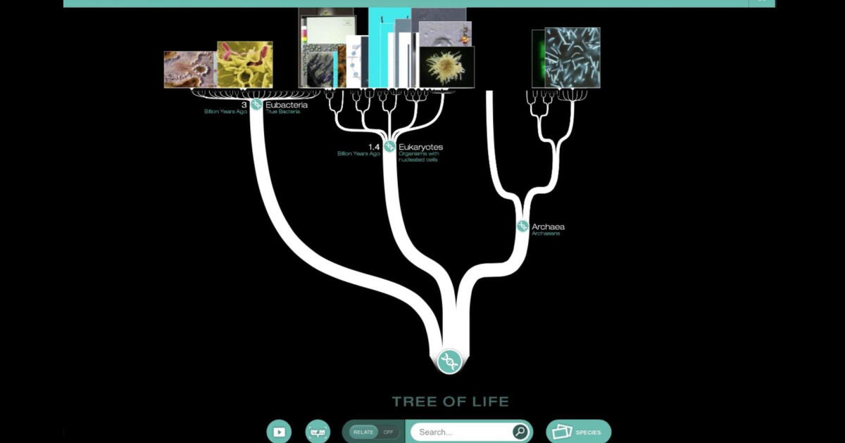 Watch Deep Tree Tutorial | NOVA Labs | PBS SoCal