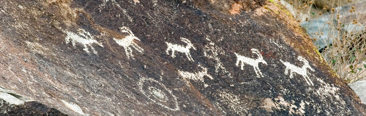 avikwame-bighorns.jpg