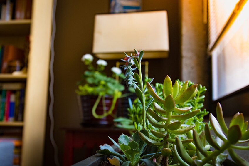 Small succulent plants are placed next to a sunny window indoors.