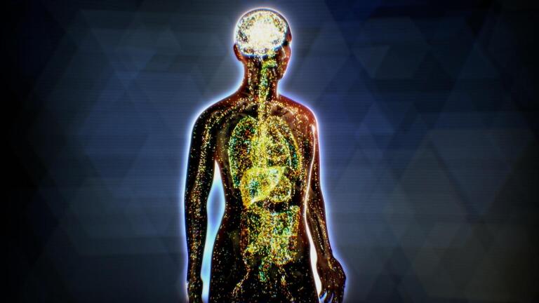 What is the Endocannabinoid System?