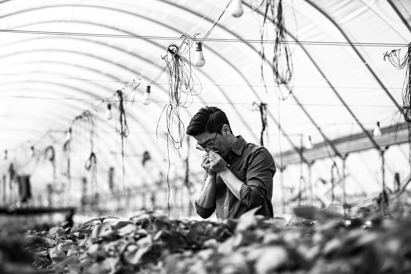 Aaron Choi smells a piece of perilla crop inside a greenhouse.