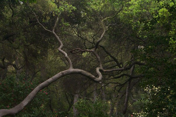 Prop P would continue funding projects like Prop A has since the '90s. Descanso Gardens, pictured here, received some of that funding.