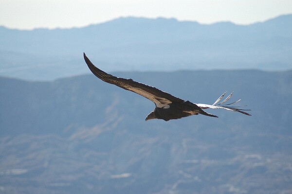 condor-refuge-visitor-plan-1-10-14-thumb-600x399-66789