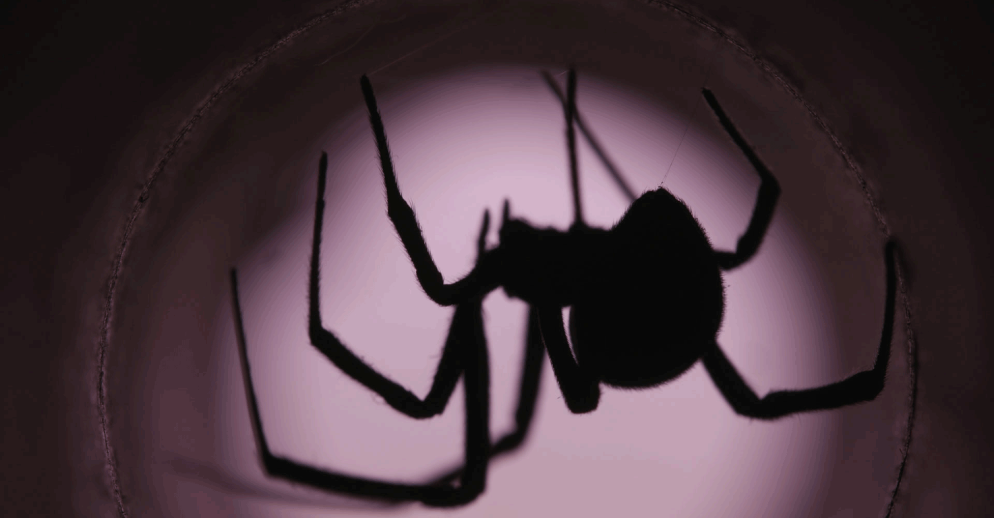 Insecta: Science that Stings