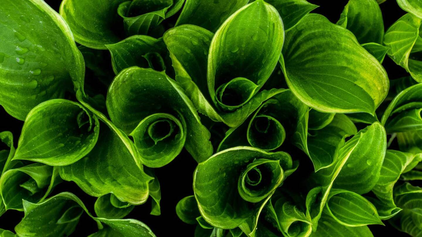 A close-up photo of curling leaves | Joey Kyber / Unsplash