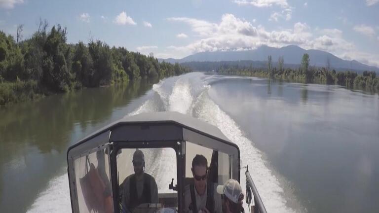 Saving white sturgeon
