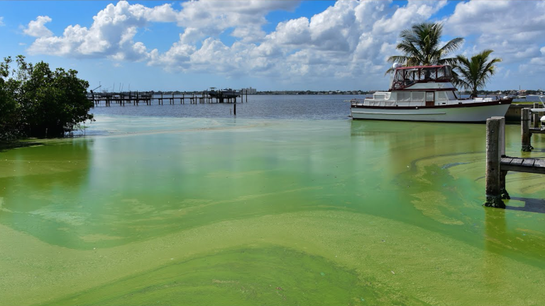 Toxic Algae: Complex Sources and Solutions