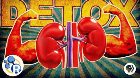 Your Liver and Kidneys Are Good Enough, Put Down the Detox
