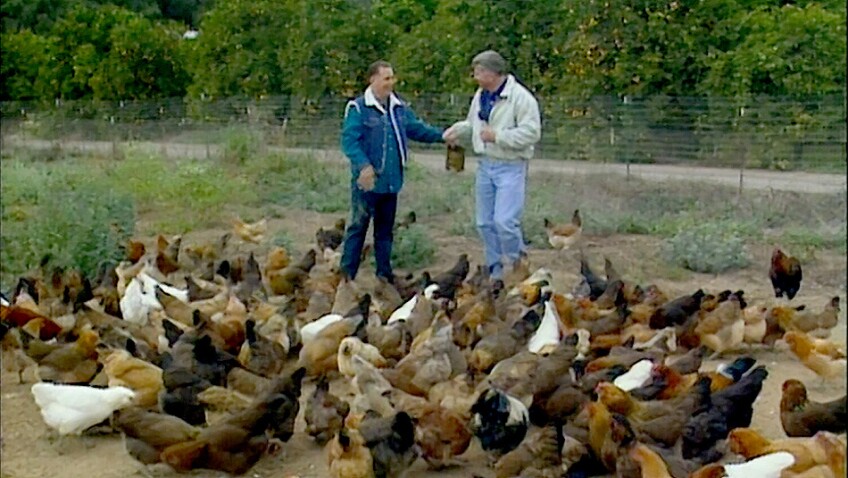 happy chicken