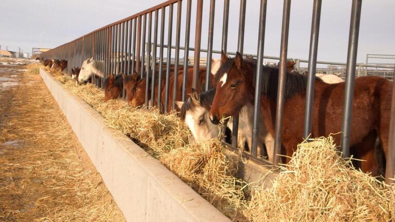 Wild Horses vs Ranchers