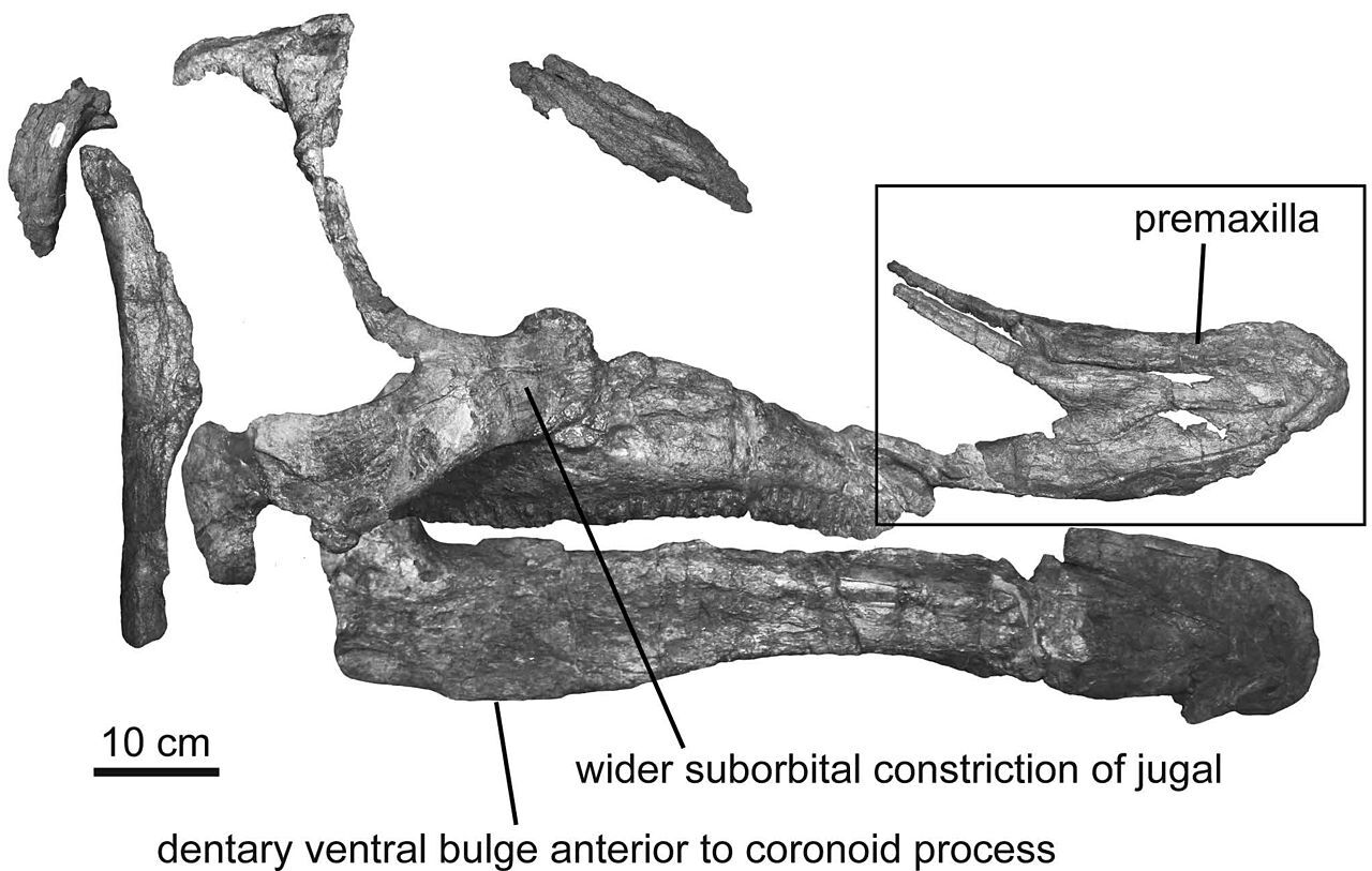 1280px-saurolophus_morrisi.jpg