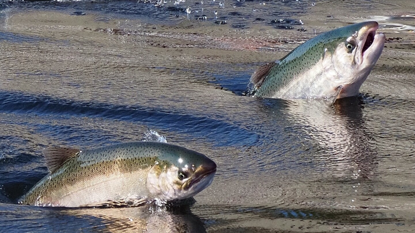 Salmon jumping at the Ballard Locks, Washington | Photo: Ingrid Taylar, some rights reserved