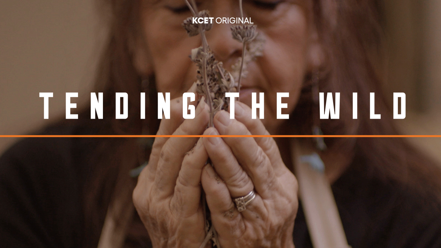 Tending the Wild