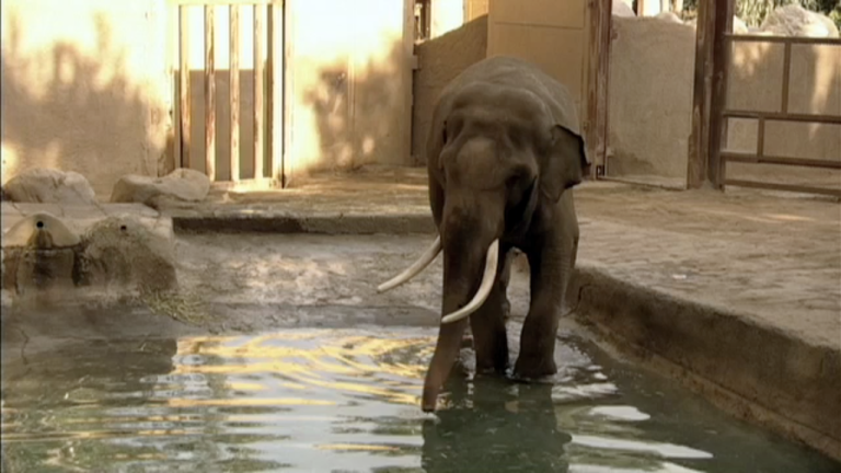 Pachyderm Politics: The Battle Over Billy the Elephant