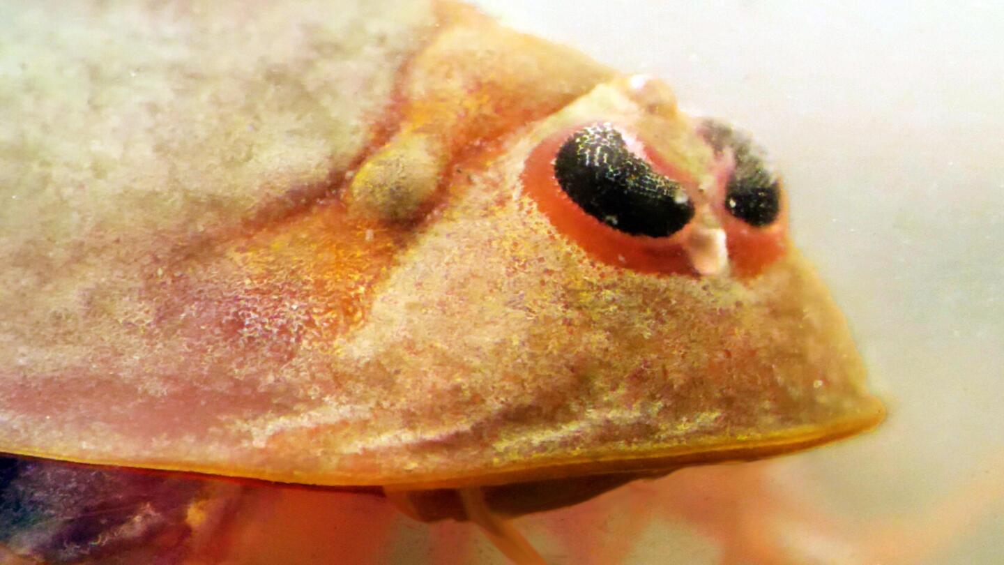 Tadpole Shrimp Are Coming For Your Rice