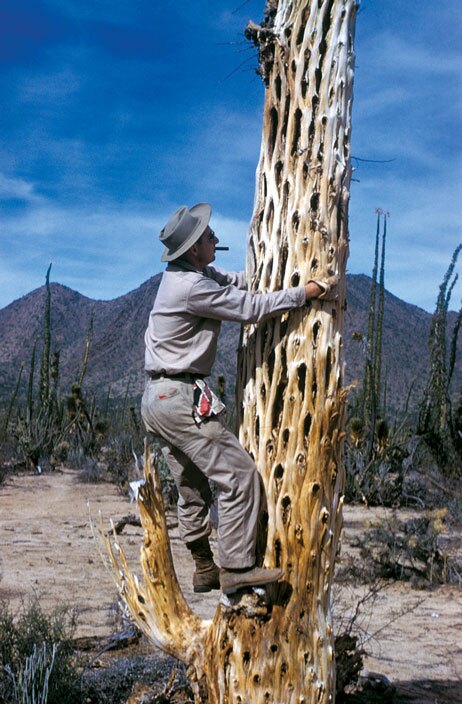 Succulent wood can be very ornate, and is sometimes used in building interiors in a decorative fashion.