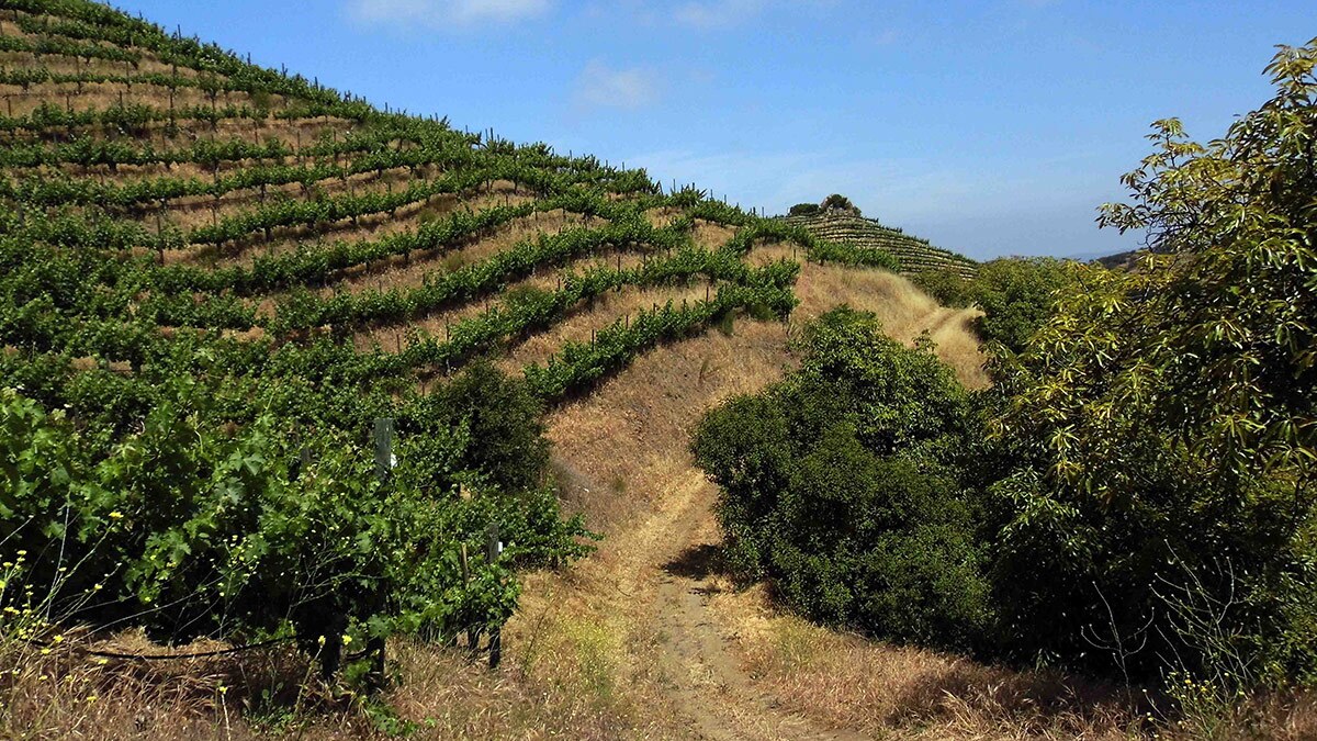 Vineyards grow at Semler family’s Saddlerock Ranch | Sandi Hemmerlein
