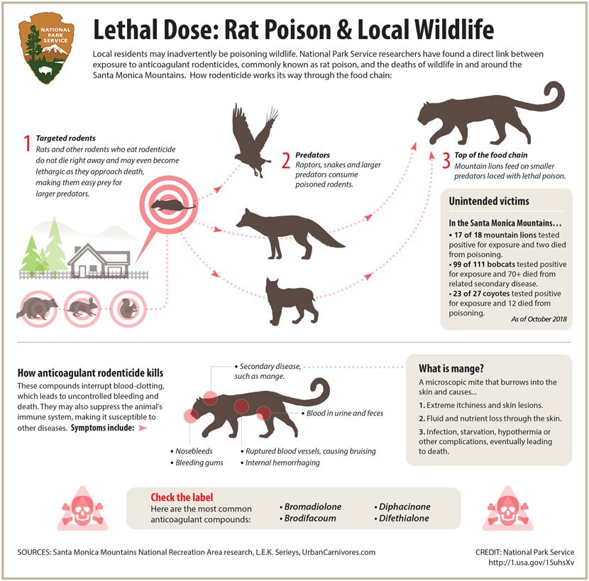 Infographic on the impact of rat poison on local wildlife. | National Park Service