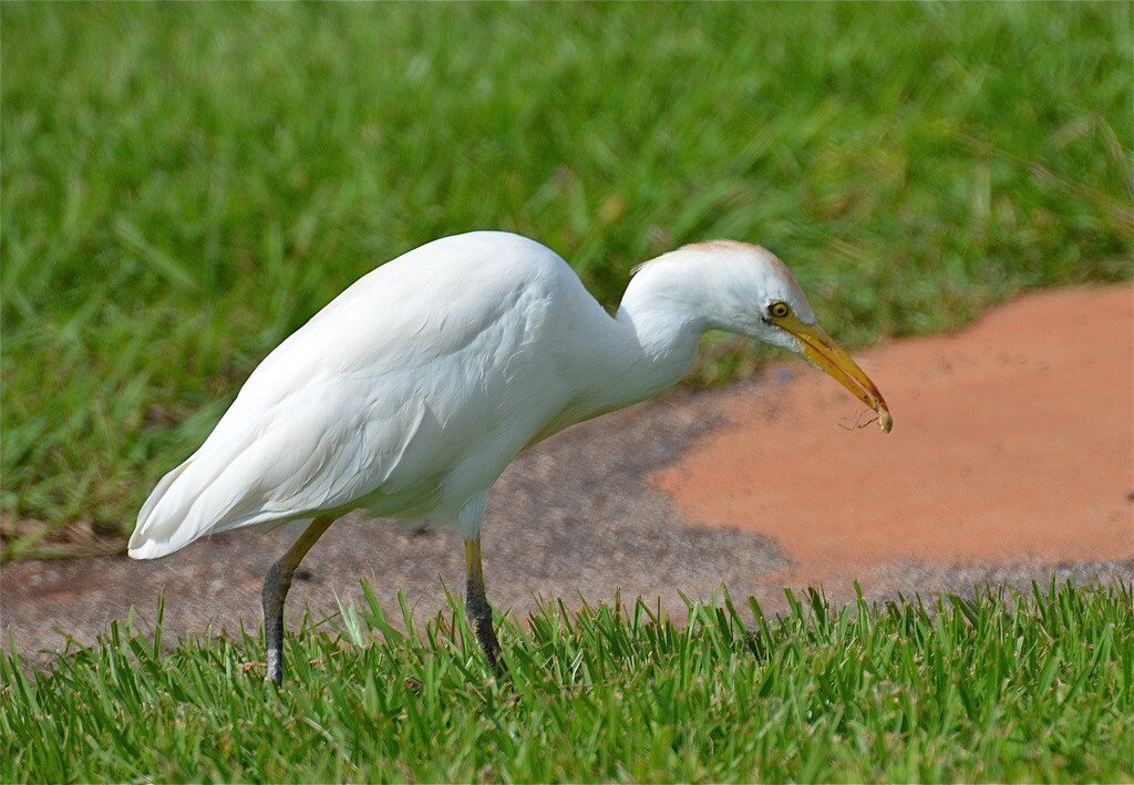 natives-egret-8-8-16.jpg