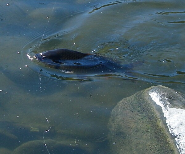 Carp swimming | Photo: Dean Endress