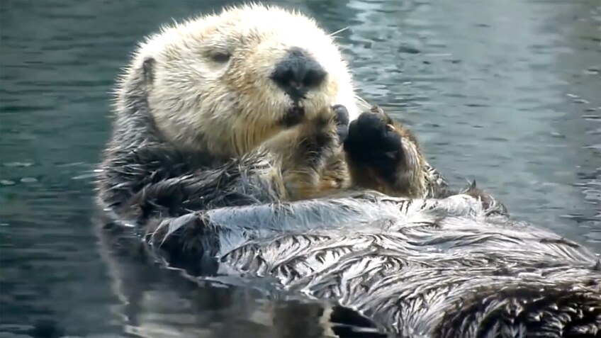 A sea otter