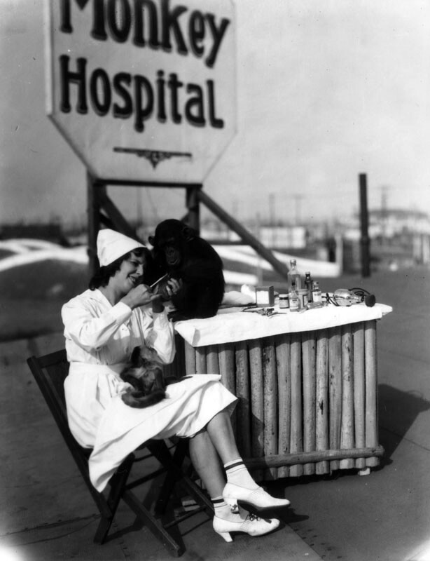 A nurse treats a chimpanzee at the Luna Park Monkey Farm