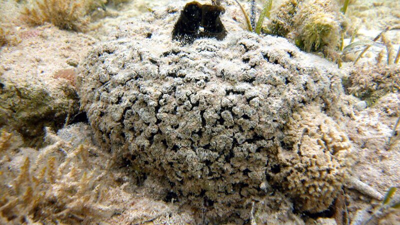 Tectitethya crypta, the source of a valuable anticancer drug | Photo: Sven Zea