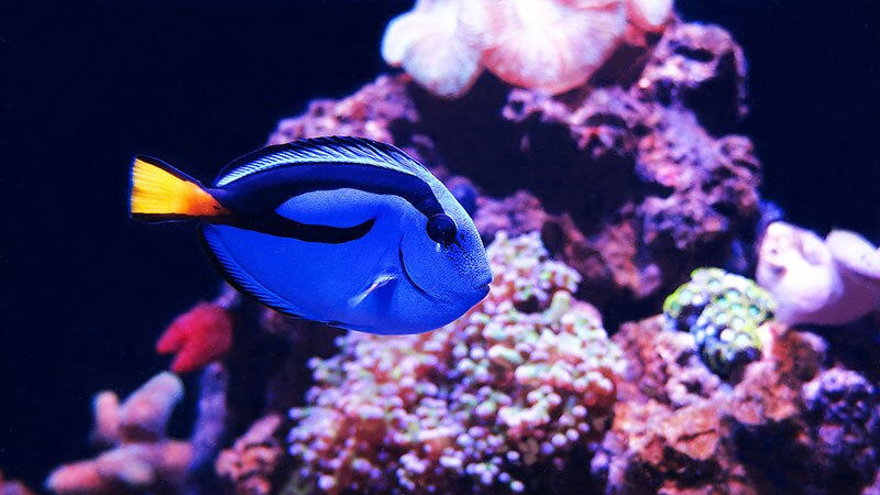 This captive blue tang doesn't look thrilled. | Photo: Stéphane Duquesne, some rights reserved