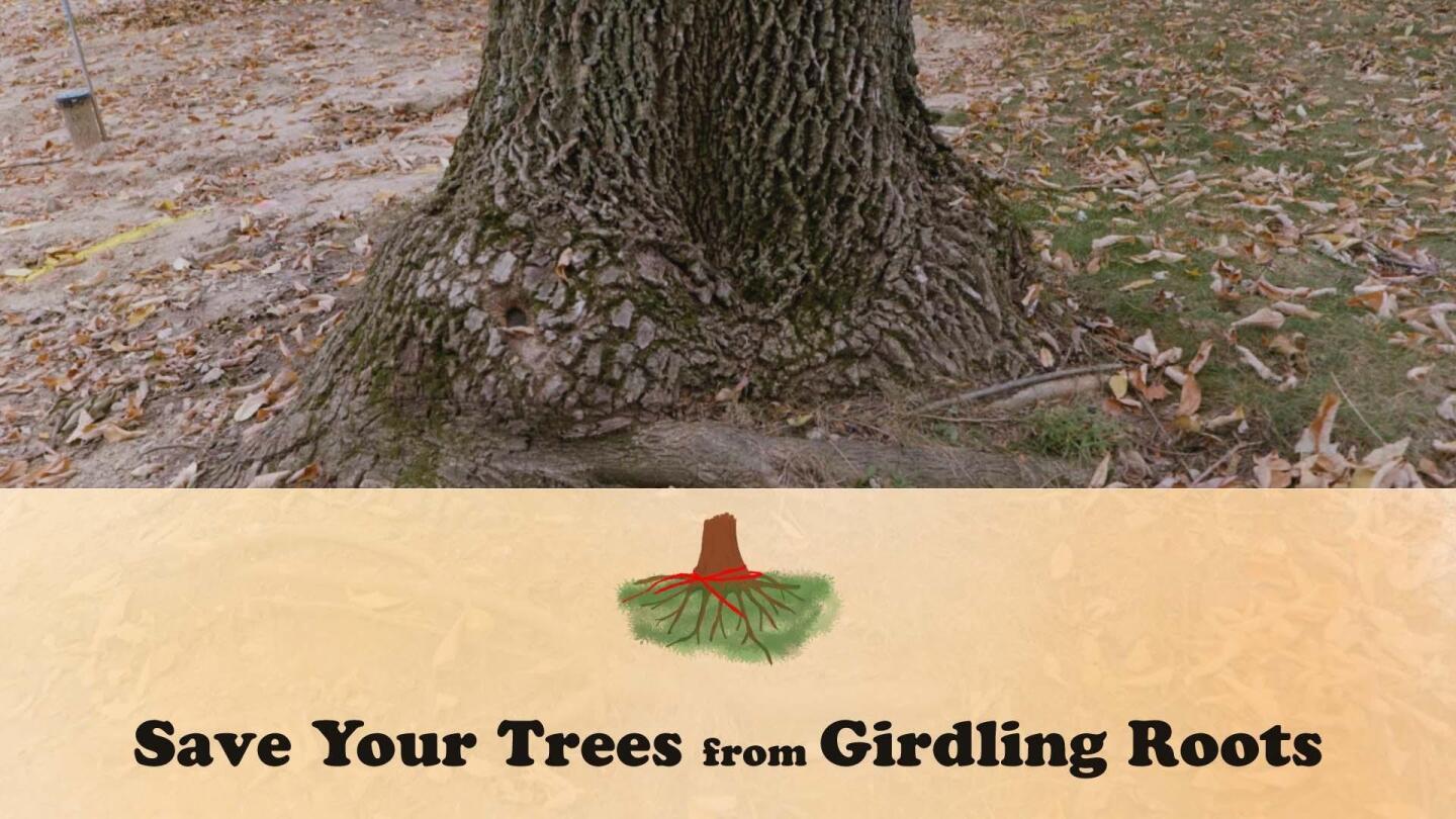 Save Your Trees From Girdling Roots