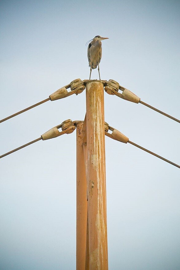 Great Blue Herons: LA River Birds
