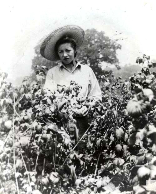 A woman picks berries, date unknown. | Courtesy of La Historia Society of El Monte