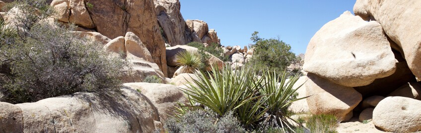 IN the rocks at Joshua Tree | Photo: Malcolm Manners, some rights reserved