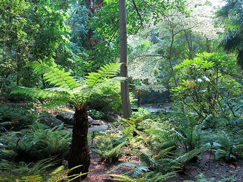 Ferndell in Griffith Park | Ruth Hartnup