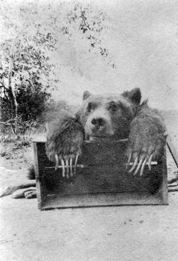 Former game warden W.E. Ed Adkinson killed Southern California's last grizzly bear in Orange County on February 26, 1908. Courtesy of the Orange County Public Library Local History Collection.