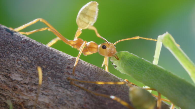 Copycats! This Ant Is Surrounded By Imposters