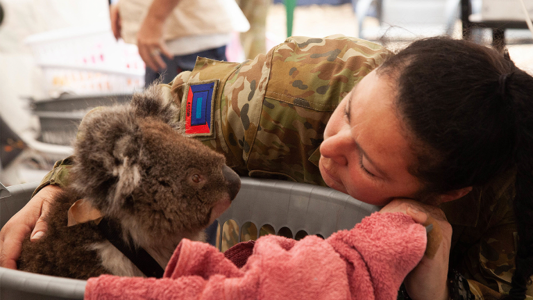 Emergency Vet Care During Australian Bushfires