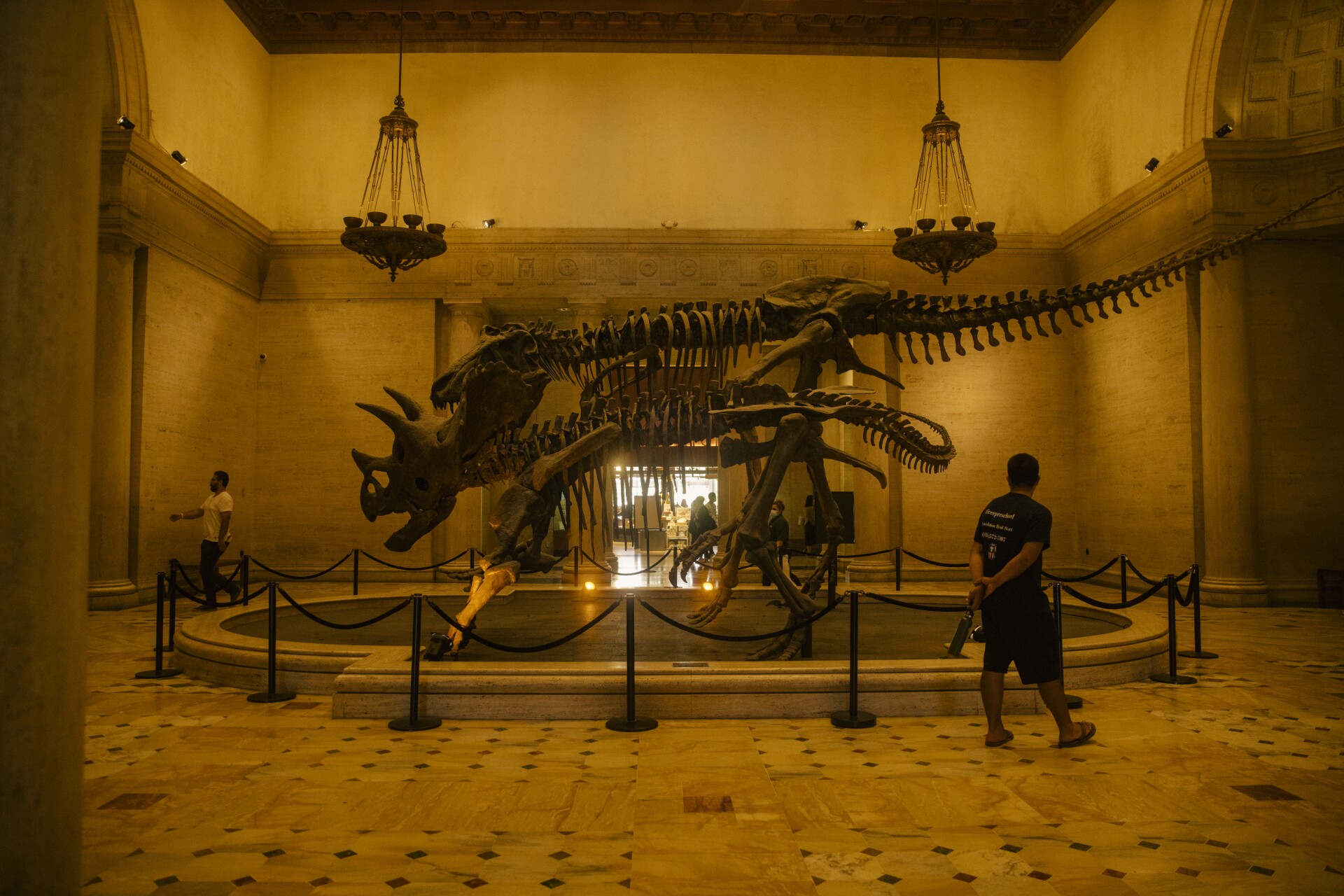 A person looks at a dinosaur skeleton exhibited at a museum
