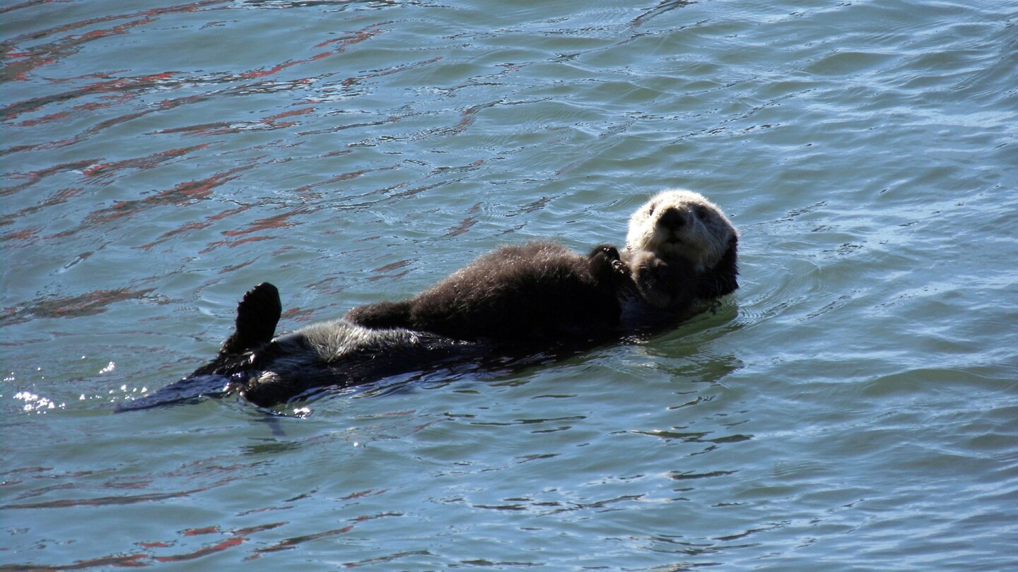 embarcardero morro bay