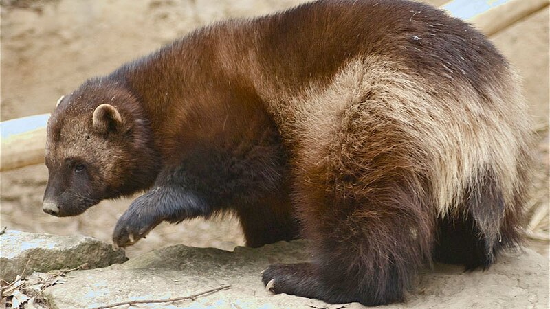 wolverine-10-25-16.jpg