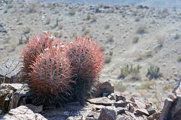 cottontop-thumb-600x400-61292