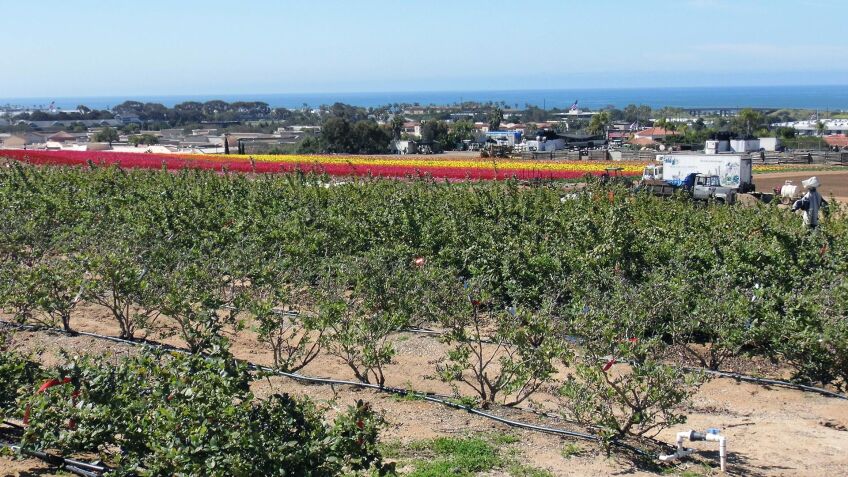 The Flower Fields