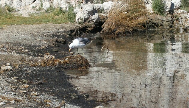 ca-gull4-3-15-thumb-630x360-90560