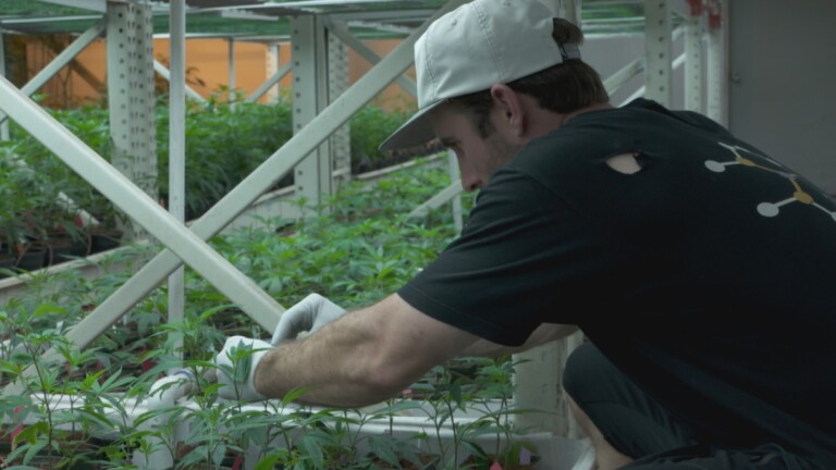 Veteran Tending to a Marijuana Plant