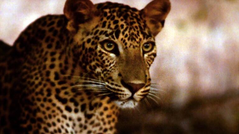 Revealing the Leopard - Preview
