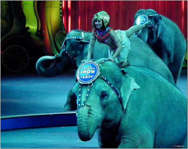 A Ringling Bros. show | Photo: Joms/Flickr/Creative Commons License